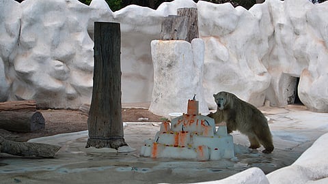 Con la presencia de más de 200 niñas y niños, se realizaron actividades educativas y de concientización sobre la especie, que está en peligro de extinción (Foto: Cortesía)