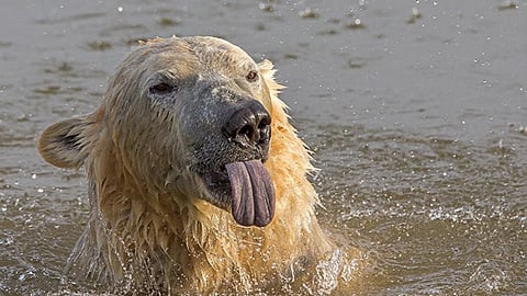 El parque fue fundado en el 2009, a las afueras de la ciudad de Doncaster en Inglaterra (Foto: Facebook Yorkshire Wildlife Park)