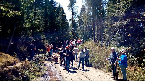 Continúan abiertos santuarios de la Mariposa Monarca