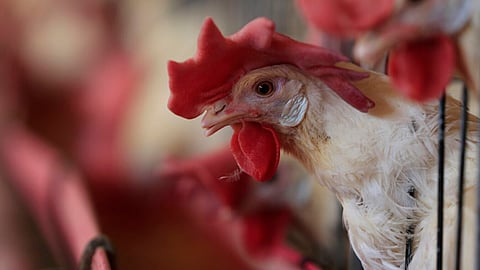 Autoridades mantienen operativos de vigilancia en granjas michoacanas
(Foto: Cortesía)