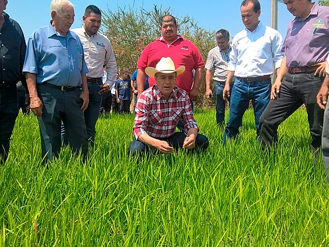 Modernizará Sedrua infraestructura de arroceros: Sigala