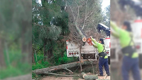 Este martes, Ayuntamiento realizará poda árboles en la avenida Madero