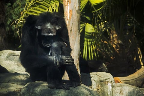 La organización animalista reportó que desde el pasado 1 de marzo no se había vuelto ver al chimpancé, luego de que tuviera una pelea con su compañera de hábitat (Foto: Facebook Proyecto Gran Simio)