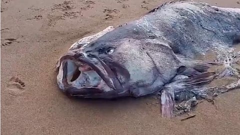 La especie a la que pertenece aún es desconocida (Foto: Captura)