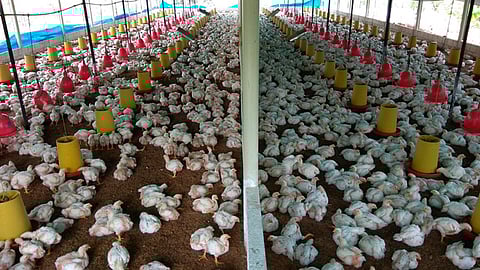 Granjas de Querétaro y Guanajuato reportaron el brote (Foto: @zneira32)