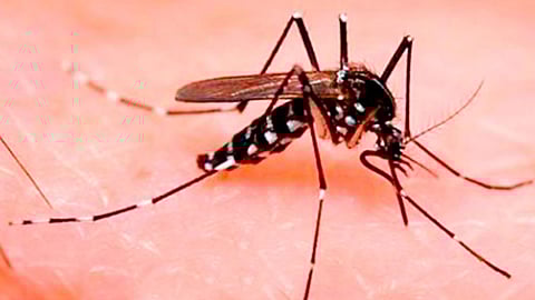 La Secretaría de Salud recomienda medidas básicas para evitar adquirir estas enfermedades (Foto Archivo)