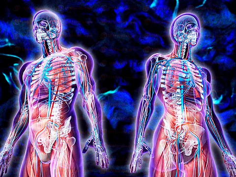 Un nuevo órgano es encontrado en el cuerpo humano: científicos