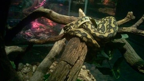 Los 62 ejemplares de reptiles y el anfibio carecen de sistema de marcaje (Foto: @PROFEPA_Mx)