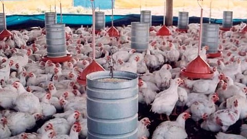 García Tinajero aclaró que, de haber personas contagiadas, la enfermedad no ha alcanzado el nivel de mutación para que pudiera ser transmitida de una a otro (Foto: Cortesía)