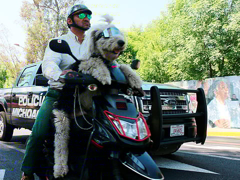¡Alístate! habrá domingo perruno en Morelia