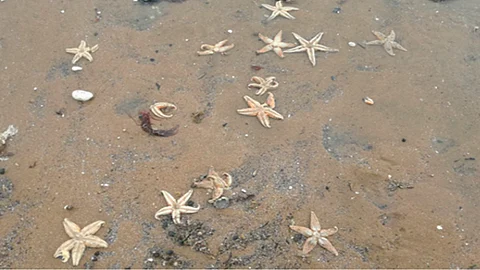 Miles de estrellas de mar aparecen muertas en playa de Reino Unido