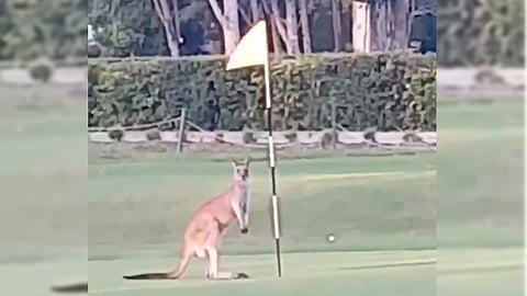 Canguro se hace viral al “bailar” con una bandera de golf en Australia