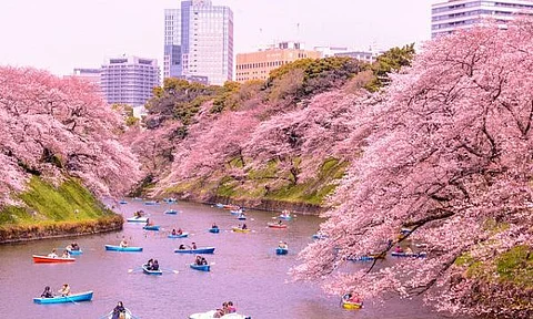Llega la época del Hanami: los cerezos embellecen Japón