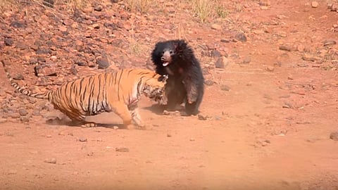 Osa se enfrenta a tigre para salvar a su cachorro