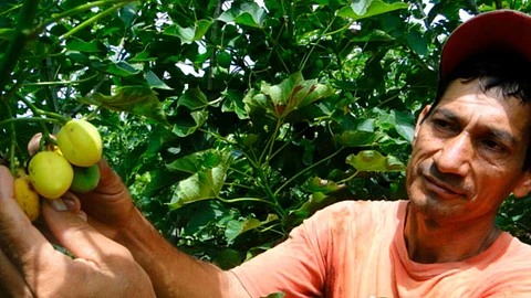 Investigadores producen biodiesel a partir del cultivo de piñón en México