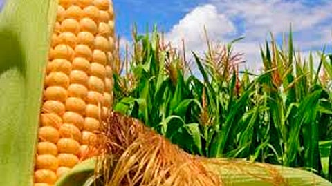 Mexicanas crea saborizante de agua a base de pelos de elote