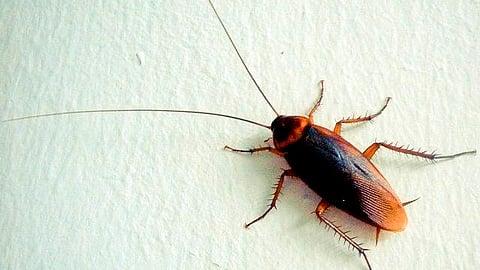 Sus propiedades nutritivas indican que es un alimento con gran proyección futura (Foto: Facebook Mundo desconocido)