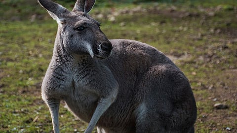 El animal fallecido es una hembra de doce años y (Foto: Ilustrativa)