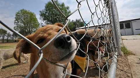 Los casos más comunes de maltrato animal consisten en abandono en la vía pública y falta de alimentos y agua, mantenerlos en azoteas o patios sin que puedan resguardarse de las inclemencias climáticas (Foto: Archivo ACG)