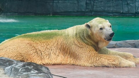 Muere “Inuka” primer oso polar nacido en el trópico