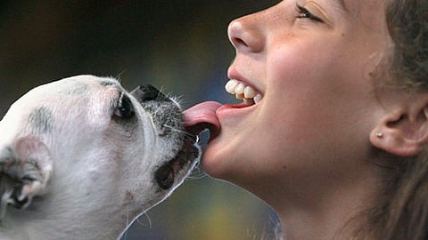 36 perritos son atropellados diariamente (Foto: Archivo)