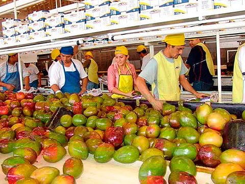 Aumenta exportación de cinco frutos michoacanos