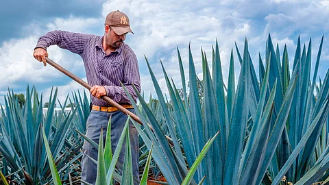 Se han contabilizado 350 mezcaleros que producen anualmente alrededor de 600 mil litros de esta bebida ancestral y 3 mil 500 hectáreas plantadas (Foto: Archivo)