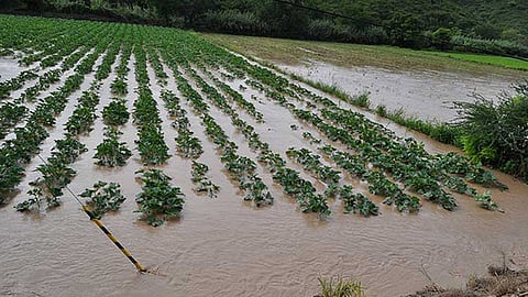 Las hectáreas situadas en las cercanías de la capital michoacana no registran mayores afectaciones, pero la Sedrua seguirá alerta para atender cualquier emergencia (Foto: Archivo)