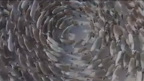 Cientos de ciervos caminan en círculos (Foto: captura de pantalla)