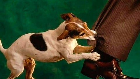 Capacitadores del INE han sido atacados por perros; va 250 casos