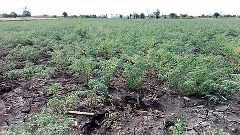 (Foto Facebook: Teresa Duarte)