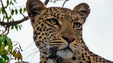 El paseo estuvo a punto de convertirse en tragedia (Foto: Ilustrativa)