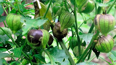 Se producen el año 55 mil toneladas de tomate verde en el estado (Foto: Cortesía)