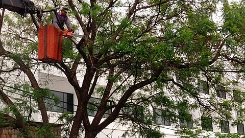 Solamente faltan entre seis y siete árboles, localizados
en el bosque Cuauhtémoc
(Foto: Archivo)