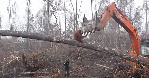 Orangután trata de detener a excavadora que destruye su hábitat (Video)