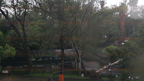 Los ejemplares que habitan el espacio sobre el que cayó el árbol se encontraban al interior de su refugio (Foto: RED 113)