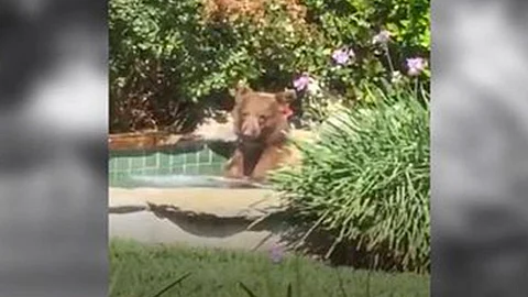 El animal se marchó de la zona sin residentes (Foto: captura)