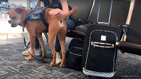 Perro tranquiliza a mujer en ataque de pánico (Video)