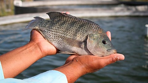 Hay más de 800 granjas acuícolas (Foto: Cortesía)
