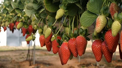 (Foto: Cortesía)