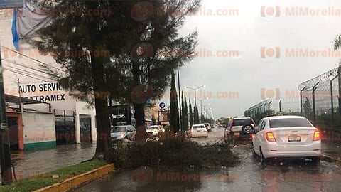 Un carril de la citada rúa quedó obstruido por las ramas del árbol (Foto: RED 113)