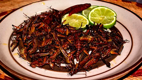 20 hombres y mujeres sanos entre los 18 y 48 años de edad, se han sometido a un desayuno con 25 gramos de harina de chapulines (Foto: flickr.com)