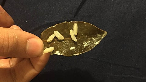 Los estadounidenses se enfrentaron a este terrible problema por una hoja en su comida (Foto: Twitter/@KStacks_RealOG)