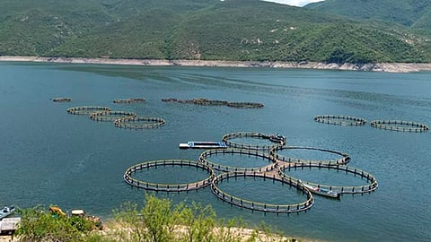 Ya se enviaron las primeras 16 toneladas de producto a la Viga (Foto: Cortesía)