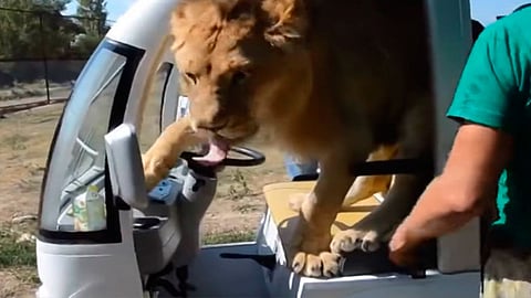 Tras unos momentos, Filia dejó a los visitantes, quienes pudieron continuar su camino (Foto: captura)