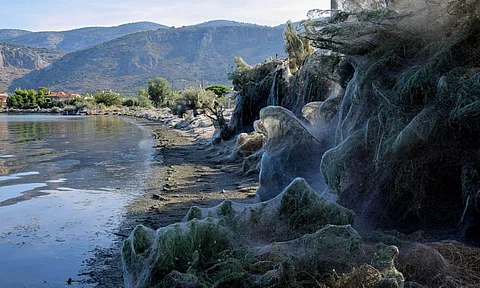 Enorme telaraña de 300 metros cubre playa de Grecia (Video)
