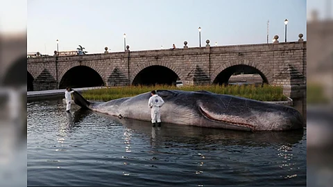 La escultura hiperrealista de más de 15 metros de largo y mil kilos de peso logró engañar a decenas de curiosos a orillas del río Manzanares (Foto: @MADRID)