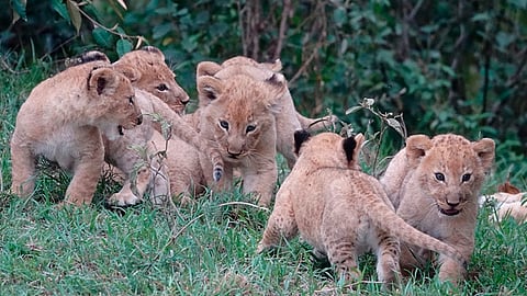 (Foto: Ilustrativa/Pixabay)