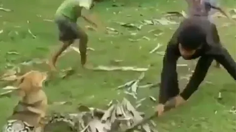 ¡Bien hecho a las personas que salvan al adorable perro! Espero que se haya recuperado bien" fueron algunos de los comentarios en redes sociales (Foto: Video Captura)
