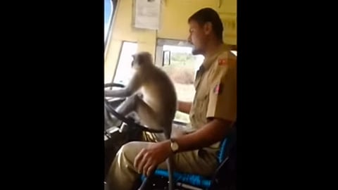 El animal no interfirió en la labor del chofer, señalan usuarios (Foto: captura de video)